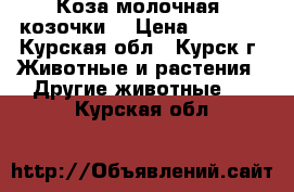 Коза молочная, козочки. › Цена ­ 3 000 - Курская обл., Курск г. Животные и растения » Другие животные   . Курская обл.